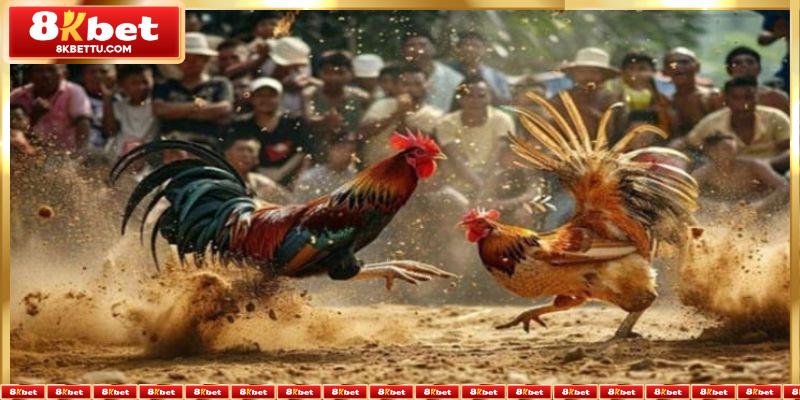 Hướng dẫn tham gia Đá Gà Trực Tiếp 8kbet