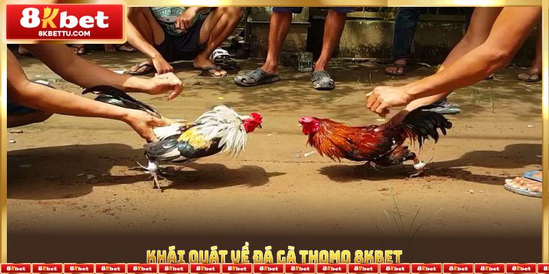 Khái quát về đá gà Thomo 8KBET hấp dẫn tại trường gà đẳng cấp quốc tế