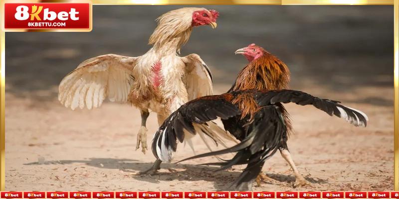 Mẹo chơi Đá Gà Trực Tiếp 8kbet