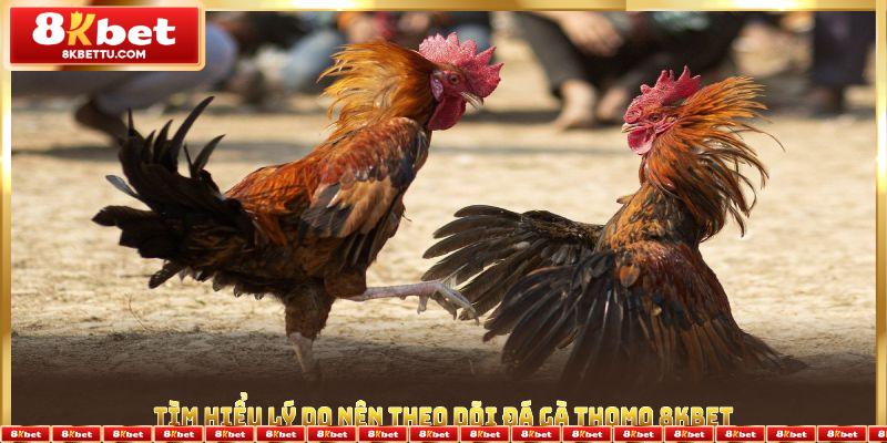 Tìm hiểu lý do nên theo dõi đá gà Thomo 8KBET trực tiếp và tham gia cược