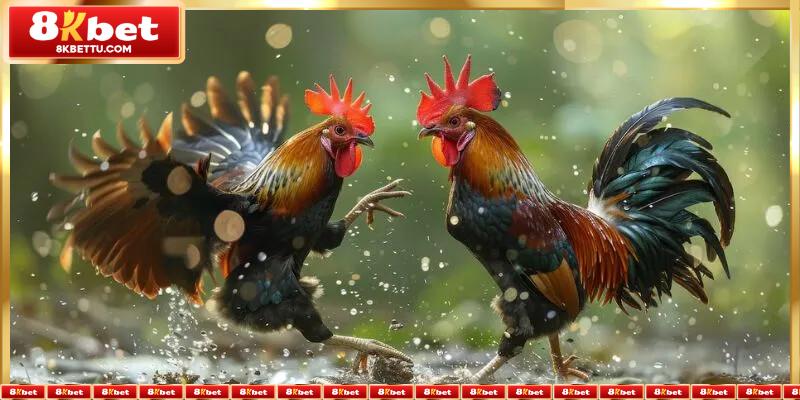Ưu điểm của đá gà trực tiếp 8KBET
